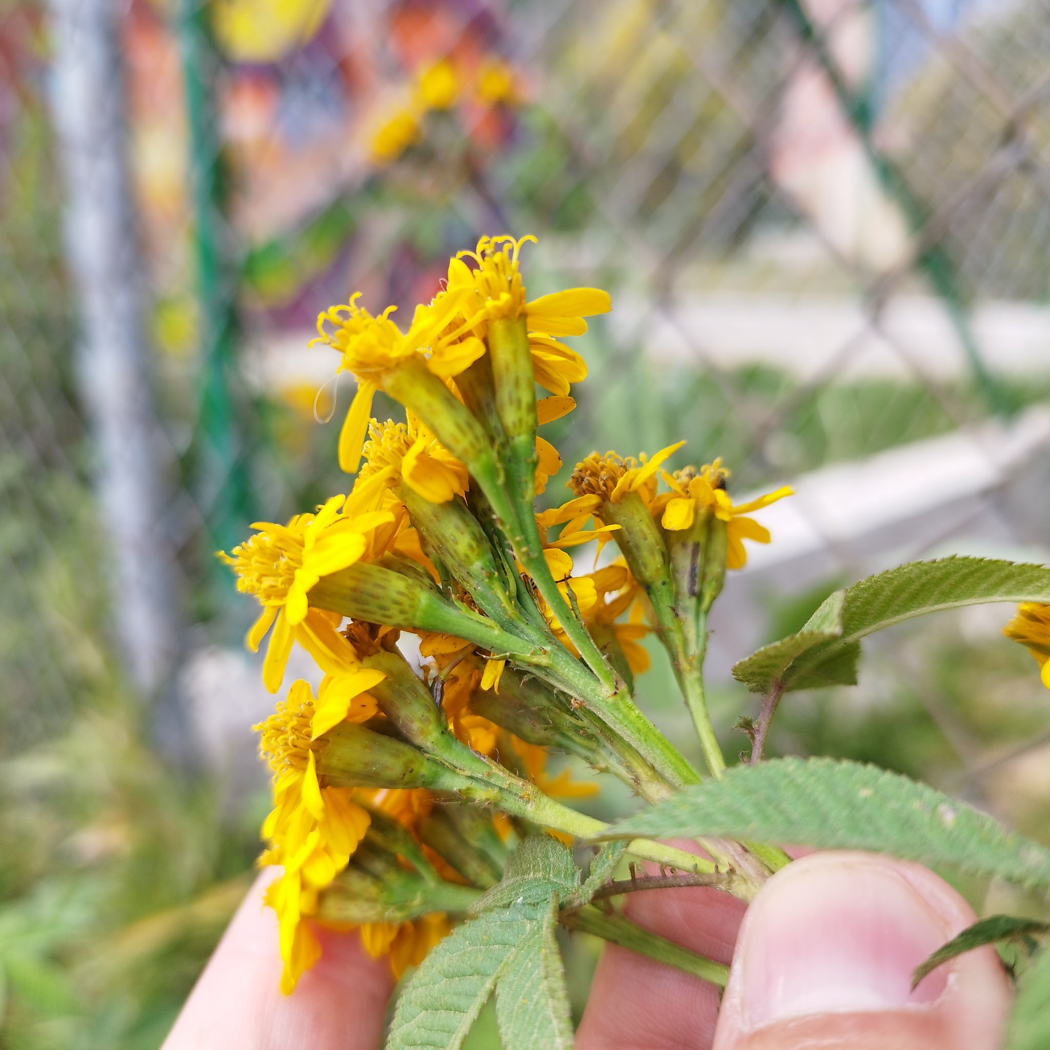 Tagetes nelsonii